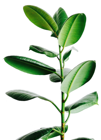 Sustainable Tree