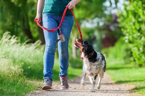 Pavesave Individueller RPET Hundebeutelspender