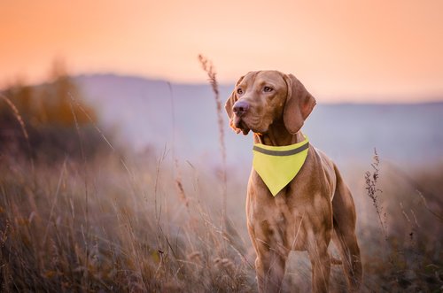 Lurex Reflektierendes Hundehalsband