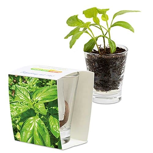 Caffeino-Glas mit Samen