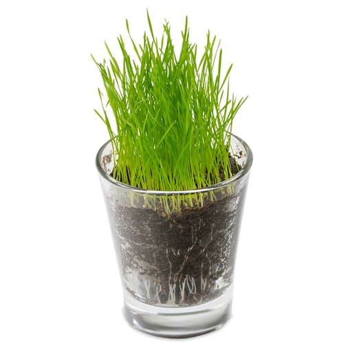 Caffeino-Glas mit Samen