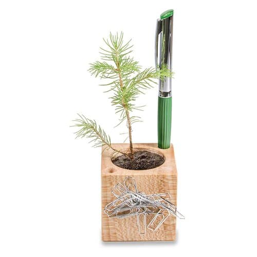 Pflanz-Holz Büro Star-Box mit Samen