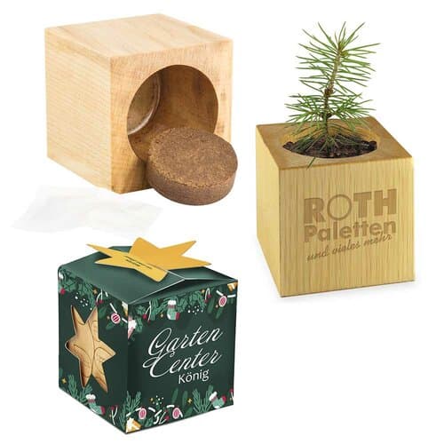 Pflanz-Holz Büro Star-Box Xmas mit Fichtensamen