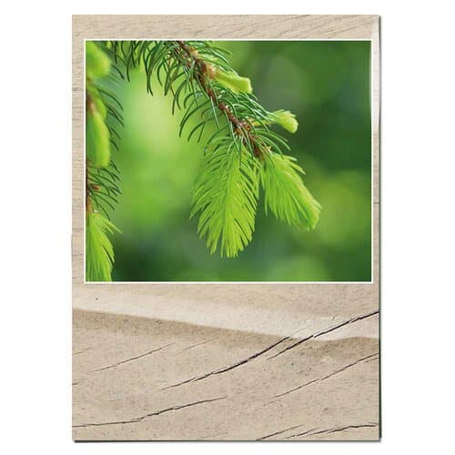 Samentütchen Mini - Standardmotiv  - Fichte