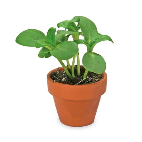 Pflanzen-Mix Winter-Set