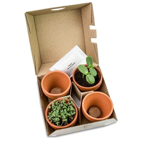 Pflanzen-Mix Winter-Set