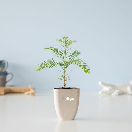 Treemore Briefkastenbäume Mammutbaum