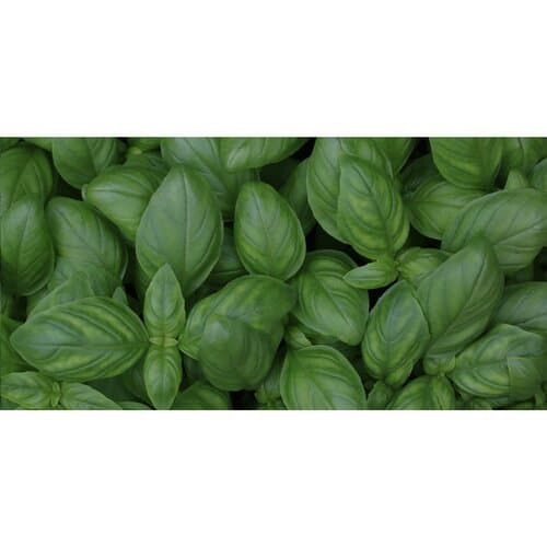 Sproutworld Sharpened Pencil Bleistifte angespitzt