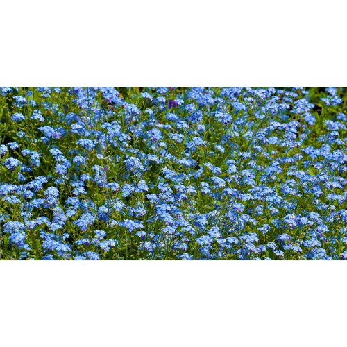 Sproutworld Unsharpened Pencil Bleisstift ungespitzt