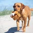 Hundespielzeug Hähnchen