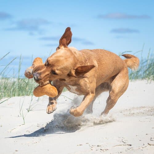 Hundespielzeug Knochen