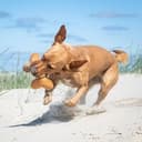 Hundespielzeug Knochen