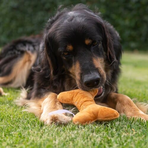 Hundespielzeug Knochen