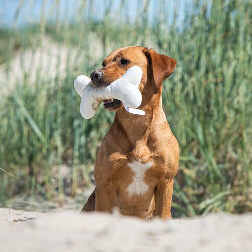 Hundespielzeug Knochen