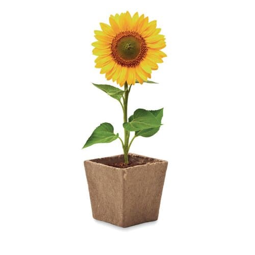 SUNFLOWER KIT Pflanz-Set Sonnenblume