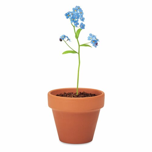 FORGET ME NOT Terracotta-Topf Vergissmeinnich
