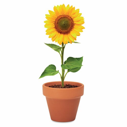SUNFLOWER Terracotta-Topf Sonnenblume