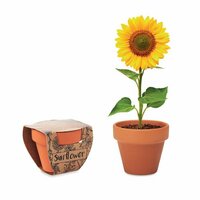 SUNFLOWER TerracottaTopf Sonnenblume