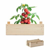 TOMATO SaatSet Tomate