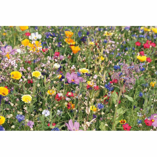 SEEDLOPE Samen Blumenmischung