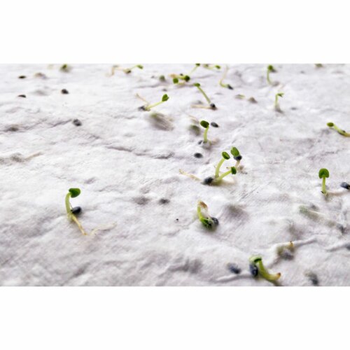 ASIDO DIN A6 Wildblumen-Samenpapier