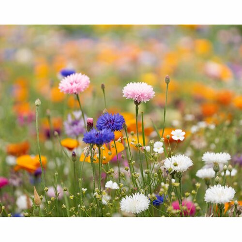 ASIDO DIN A6 Wildblumen-Samenpapier