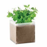 MINT PflanzSet Minze