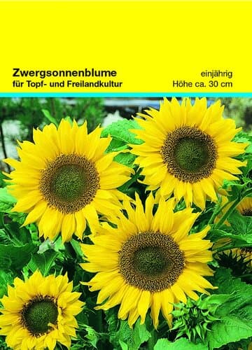 Samentütchen Zwergsonnenblume 82 x 114 mm