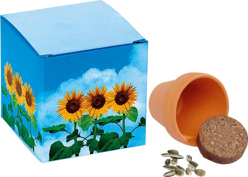 Würfel Sonniges Wachstum