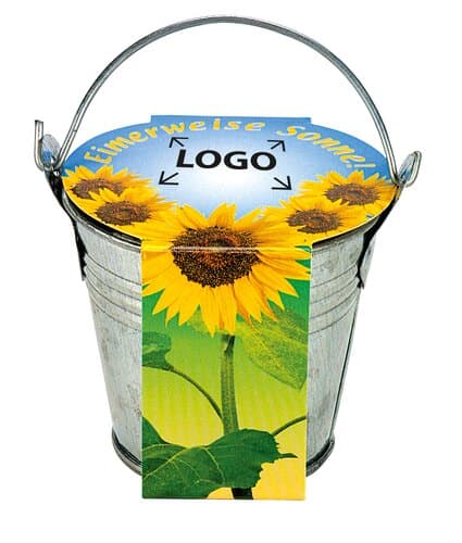 Zinkeimerchen Zwergsonnenblume