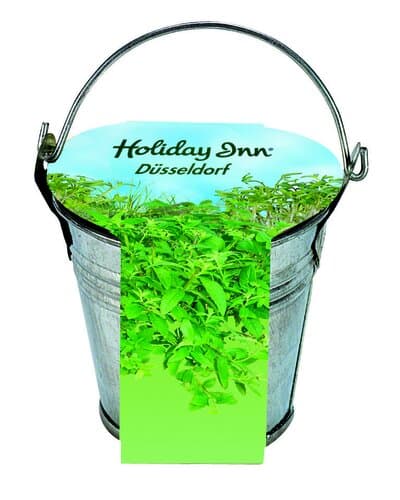 Zinkeimerchen Kräuter