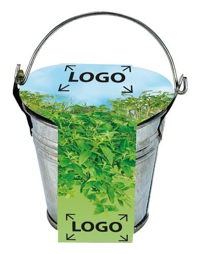 Zinkeimerchen Kräuter