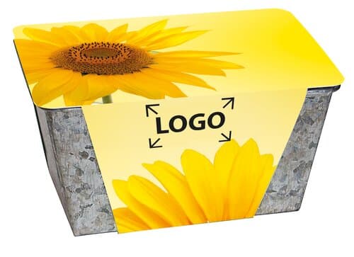 Wachstums-Kästchen Sonne