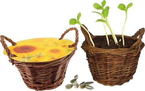 Weiden Körbchen Sonne