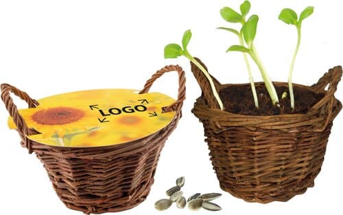 Weiden Körbchen Sonne