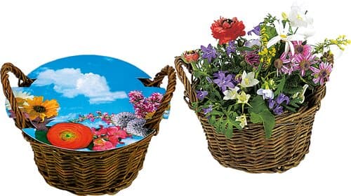 Weiden Körbchen blühendes Wachstum