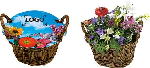 Weiden Körbchen blühendes Wachstum