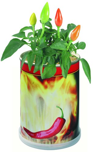 Chilidose Hot