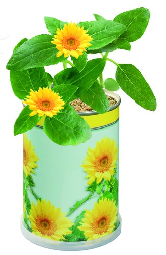 Blumendose Sonne