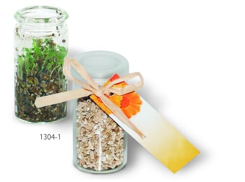 Mini-Glasshouse Ringelblume