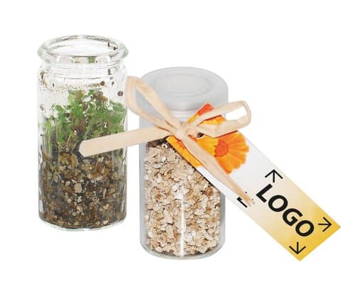 Mini-Glasshouse Ringelblume