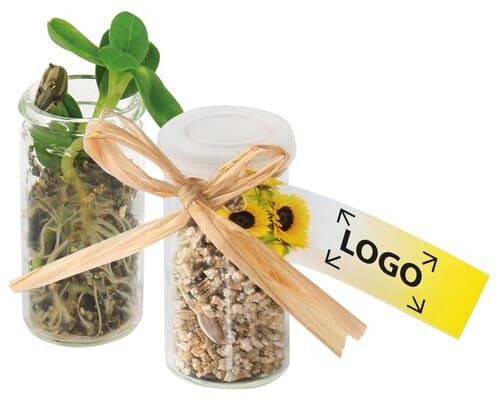 Mini-Glasshouse Sonne