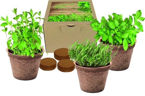 Kokos-Pflanz-Set Italienische Küche