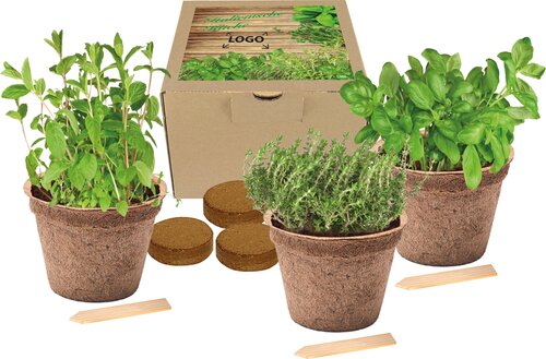 Kokos-Pflanz-Set Italienische Küche