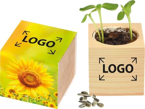 Großer Natur-Würfel Sonne