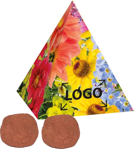 Pyramide Spitzenwachstum