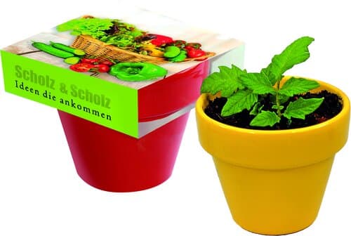 Naschgemüse Colour Blattsalat-Mix