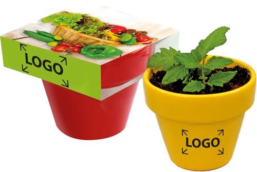 Naschgemüse Colour Blattsalat-Mix