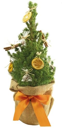 Winterduft-Bäumchen 35-45 cm