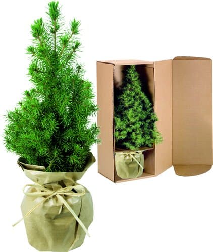 Natur-Bäumchen 20-30 cm